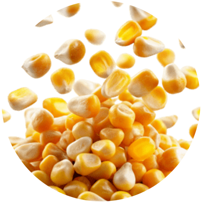 Makhana