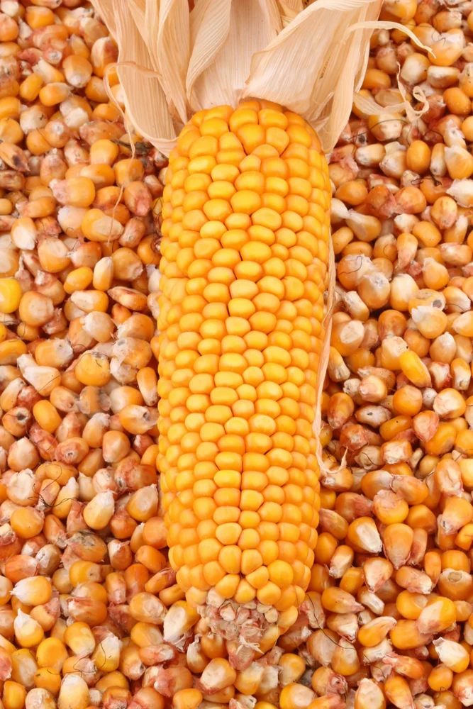 Makhana