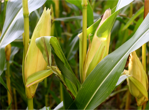 Corn