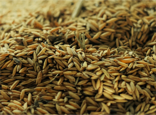 Grains